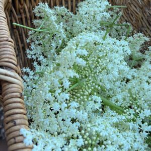 Elderflowers