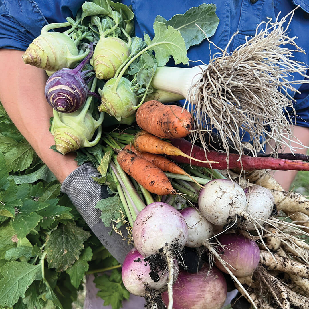 Beef-bourguignon-recipe-tommerups-dairy-farm