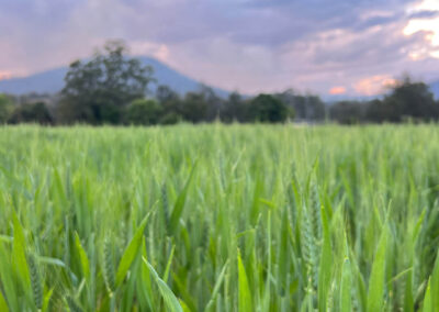 Hellfire Wheat Harry's Paddock