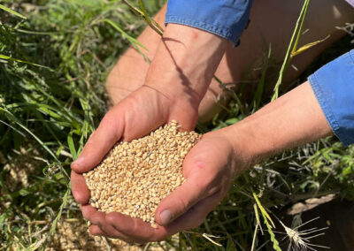 Hellfire Wheat Harry's Paddock