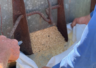 Processing Hellfire Wheat Harry's Paddock